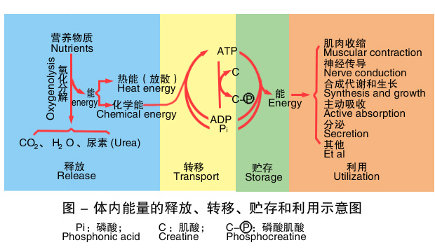 1-体内能量的释放转移贮存和利用示意图 .jpg