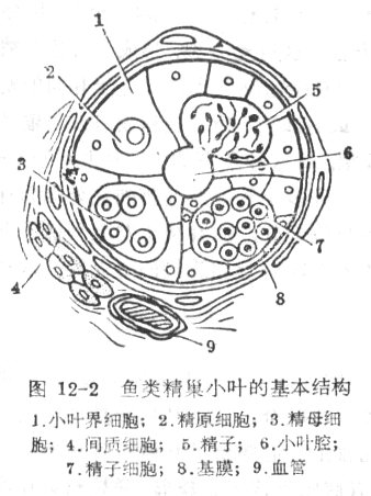 鱼类精巢小叶的基本结构.jpg