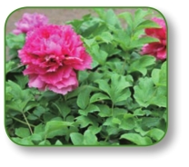 pagenumber_ebook=74,pagenumber_book=61