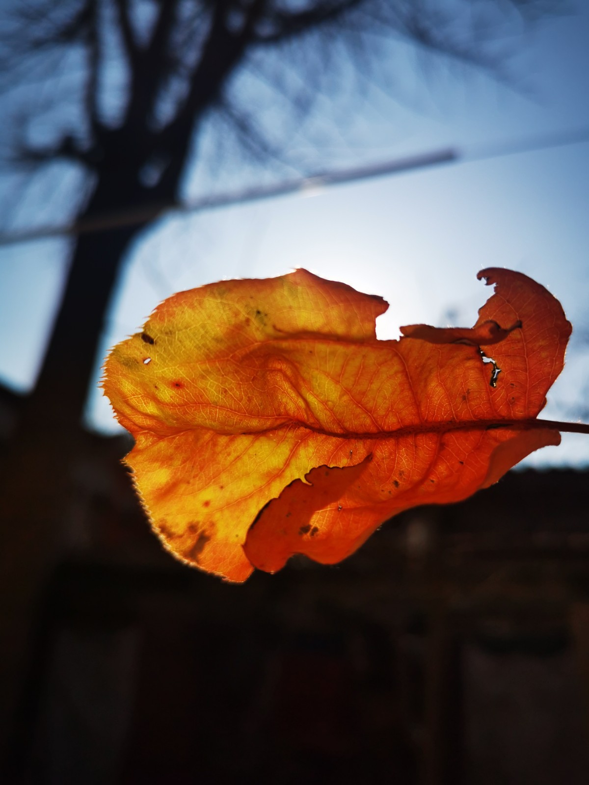 作品名称《一片秋》,邵亚丽13513928707,单位:南乐县邮政局