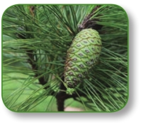 pagenumber_ebook=111,pagenumber_book=98