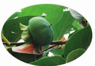 pagenumber_ebook=162,pagenumber_book=146