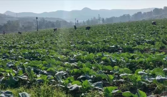 微信图片_20241218221517