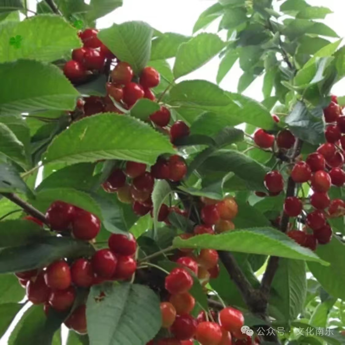 微信图片_20240722160442 微信图片_20240722160442.jpg