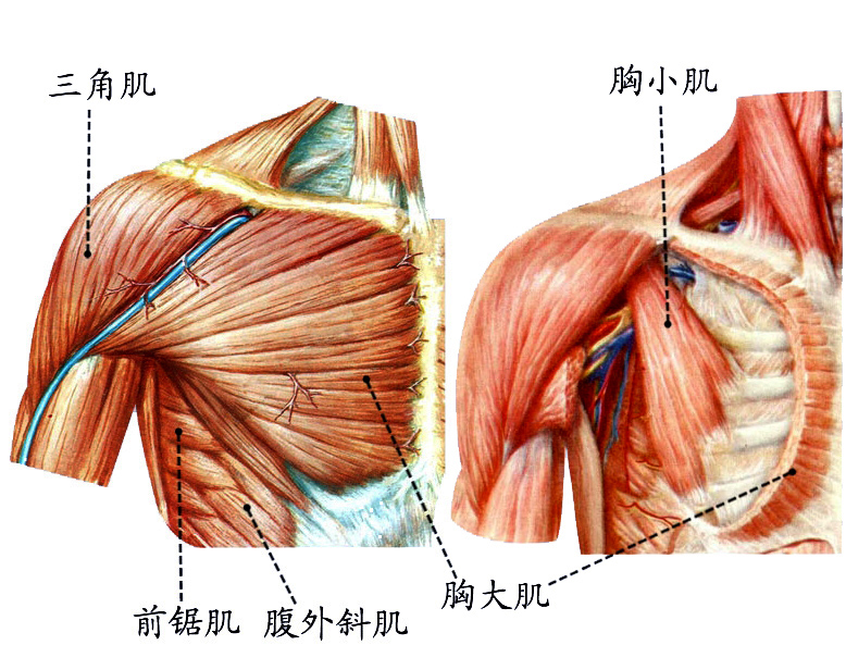 胸肌.jpg