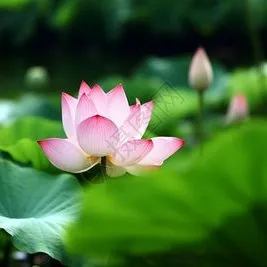 image image.png?v=1770180716921