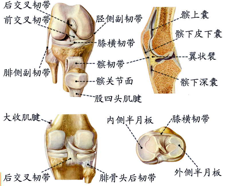 膝关节 (2).jpg