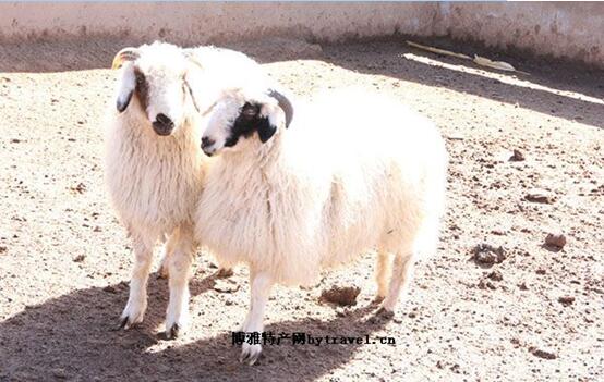 C1.jpg?v=1763520667027