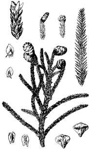 图38 台湾杉（秃杉）