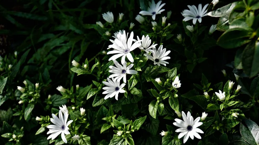 image image.png?v=1784605719266