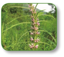 pagenumber_ebook=185,pagenumber_book=172