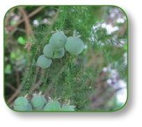 pagenumber_ebook=283,pagenumber_book=270