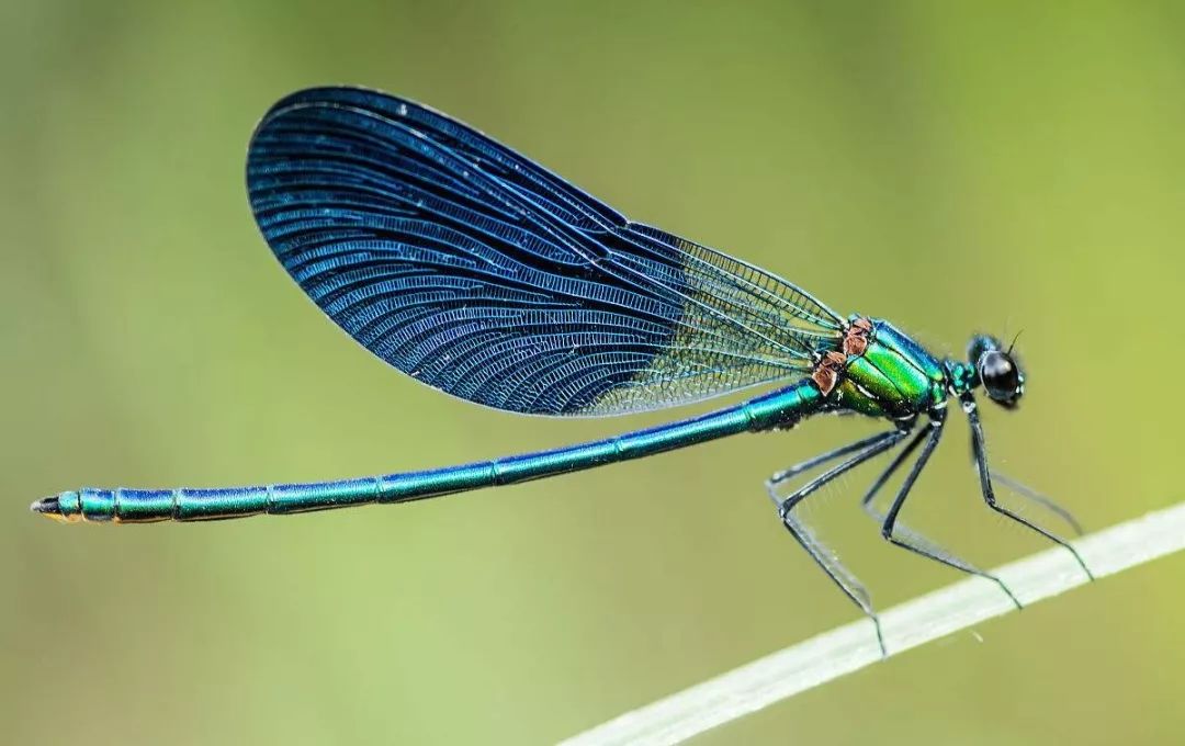 815a1e94448e9c2546cc2edccbedf728 815a1e94448e9c2546cc2edccbedf728.jpg