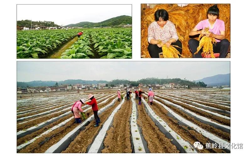 6 6.jpg?v=1765891042459