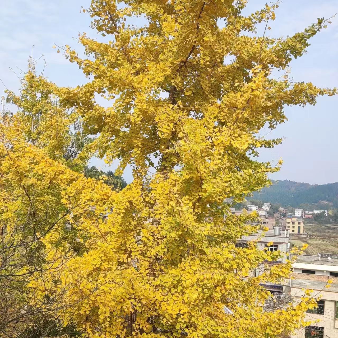 微信图片_20241213111308 微信图片_20241213111308.jpg