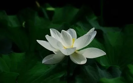 image image.png?v=1770180481224