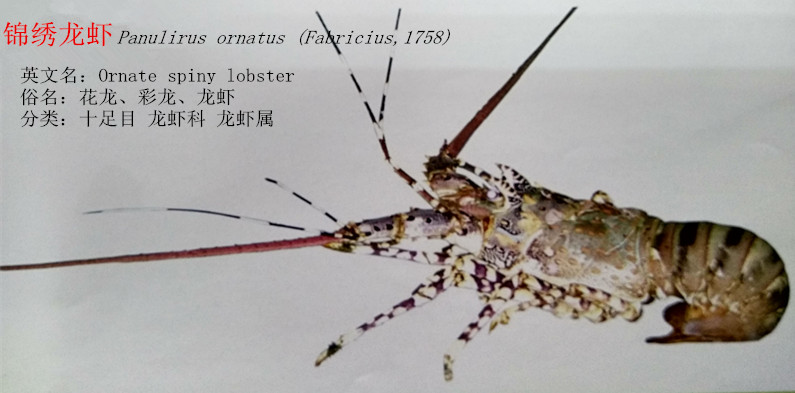 锦绣龙虾.jpg