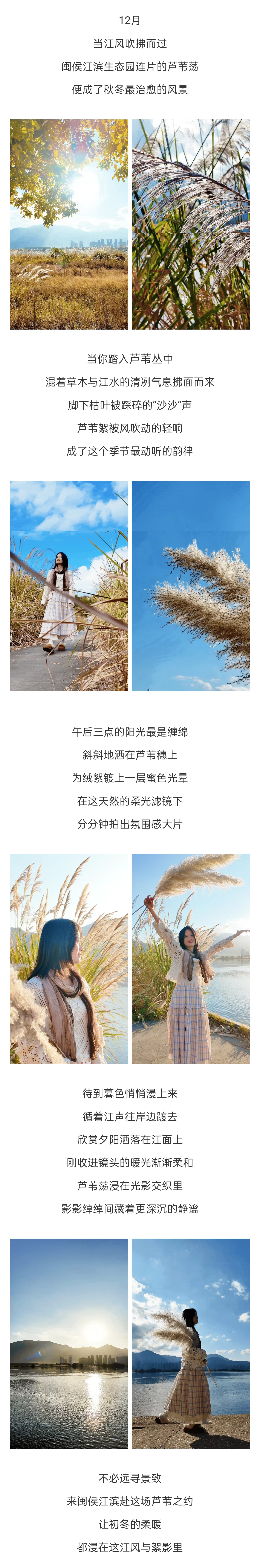 20251215【资讯】超出片！闽侯江滨这片芦苇荡美到心巴上3jpg