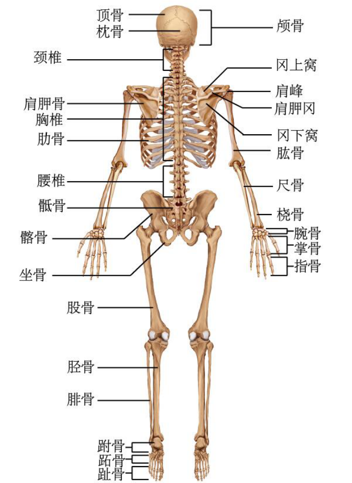 图1-1 人体骨骼前面观