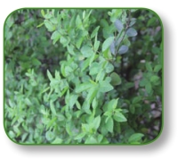 pagenumber_ebook=49,pagenumber_book=36