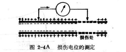 损伤电位的测定.jpg