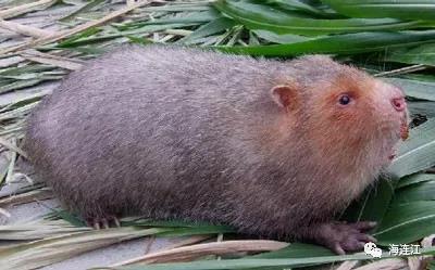 微信图片_20200122145244 微信图片_20200122145244.jpg