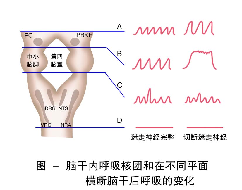 27-脑干内呼吸核团和在不同平面横断后呼吸的变化3.jpg