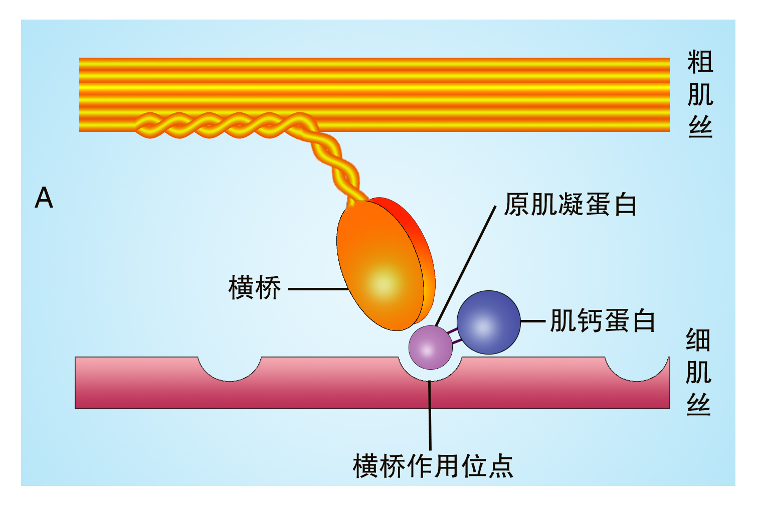 细肌丝由三种蛋白分子构成,即肌动蛋白,原肌球蛋白和肌钙蛋白.