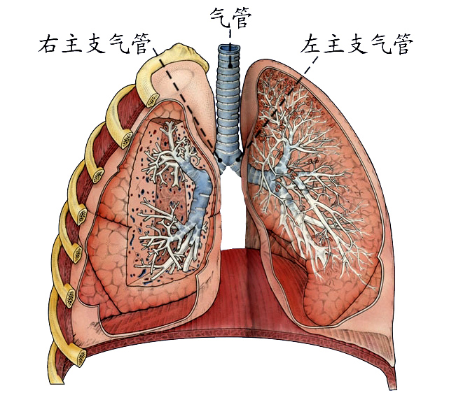 支气管.jpg