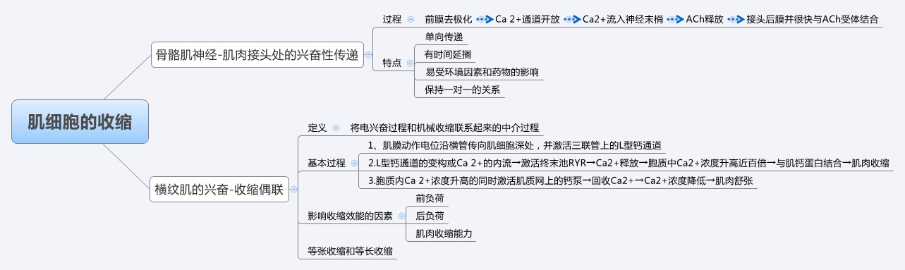 肌细胞收缩.jpg