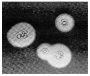 pagenumber_ebook=116,pagenumber_book=109