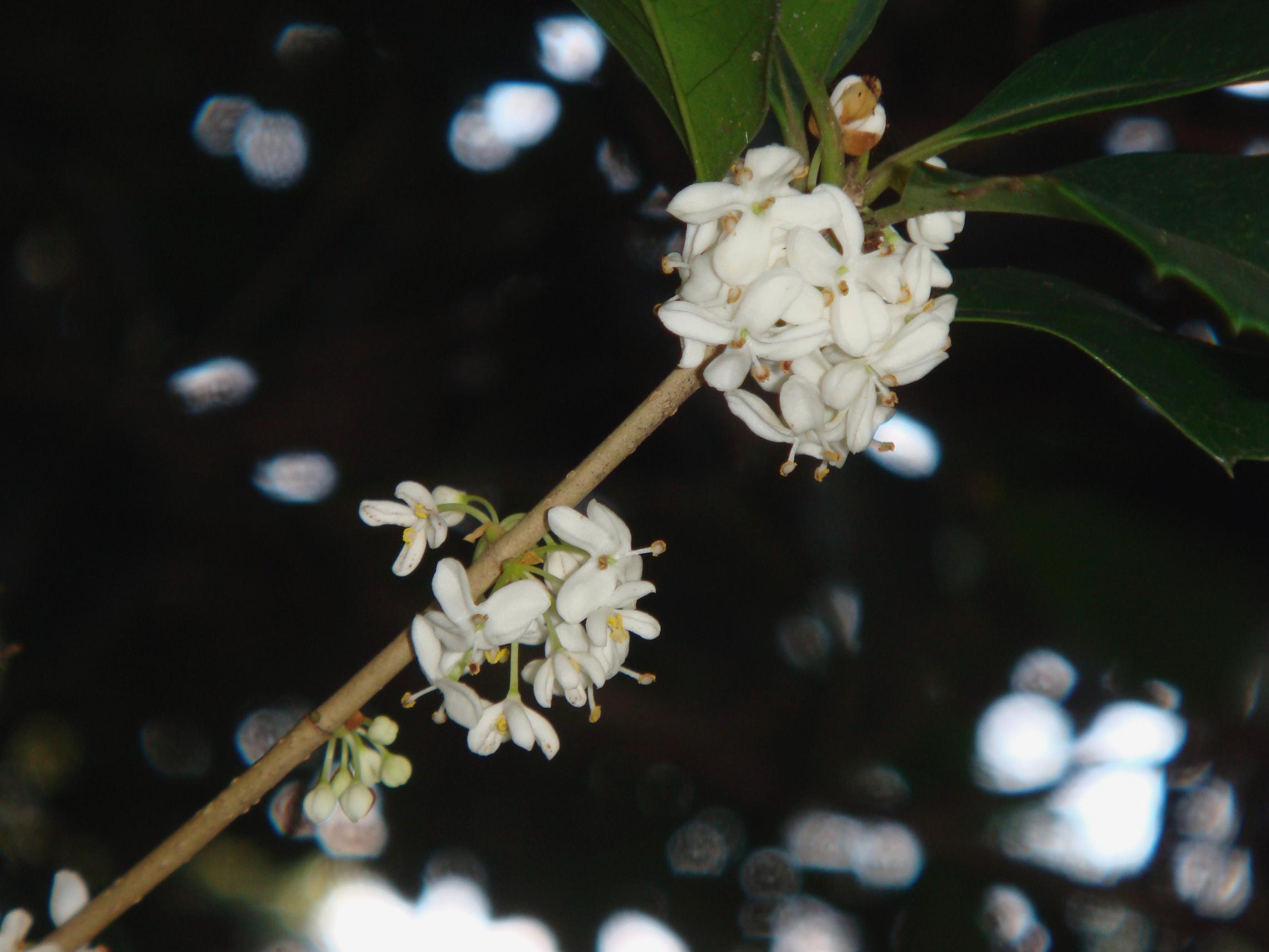 木犀6.jpg