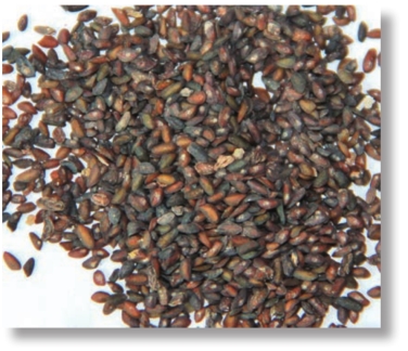 pagenumber_ebook=116,pagenumber_book=103