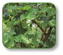 pagenumber_ebook=30,pagenumber_book=17