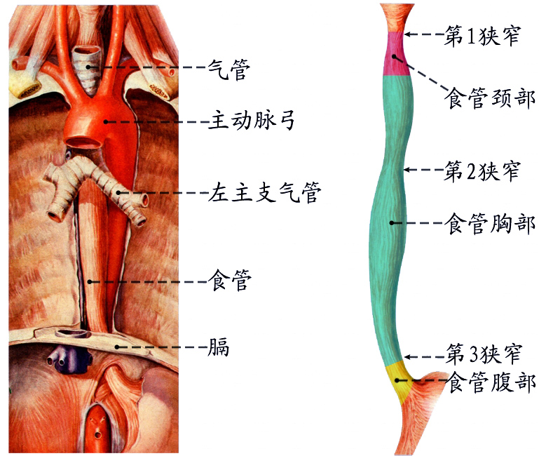 食管1.jpg