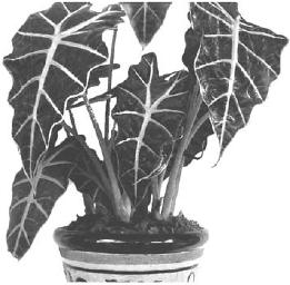 pagenumber_ebook=263,pagenumber_book=263