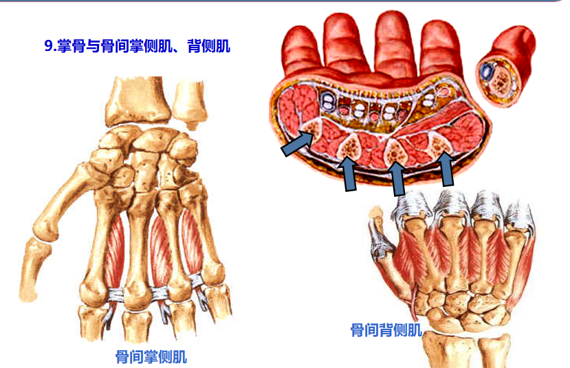 8.38 手掌的层次9.png