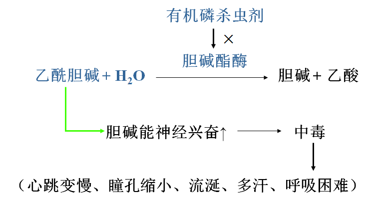 * 举例 有机磷化合物→羟基酶 解毒——解磷定(pam) 重金属离子及砷