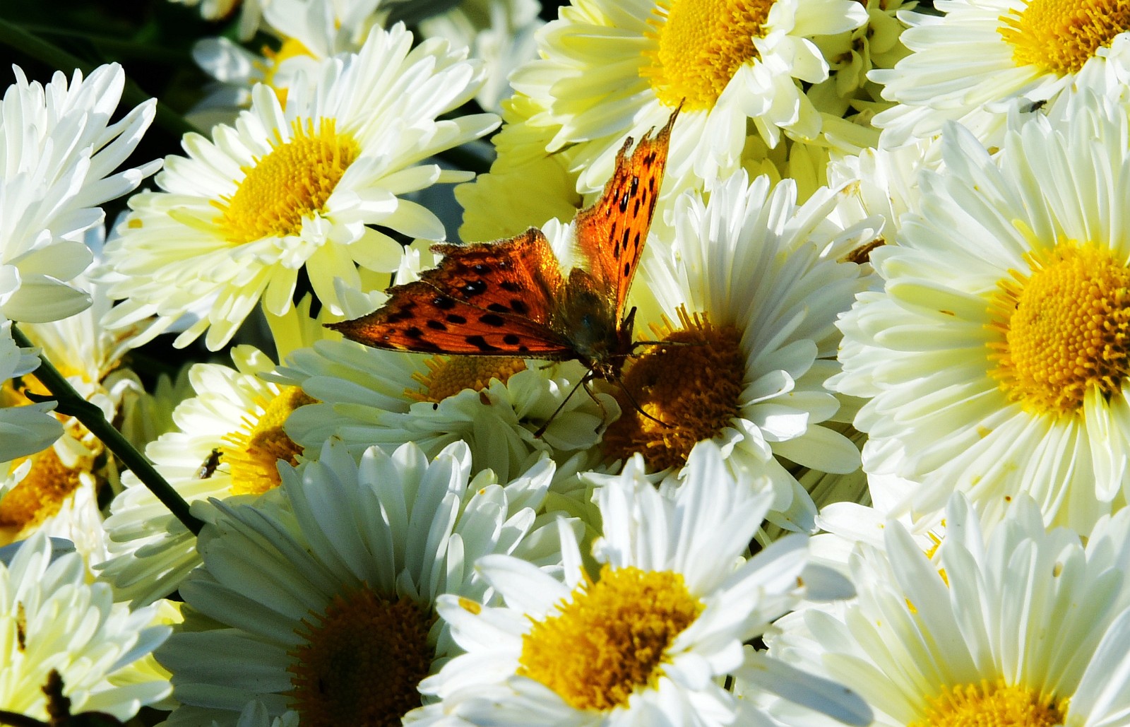 向阳花蝶总相宜 蒋晓玲