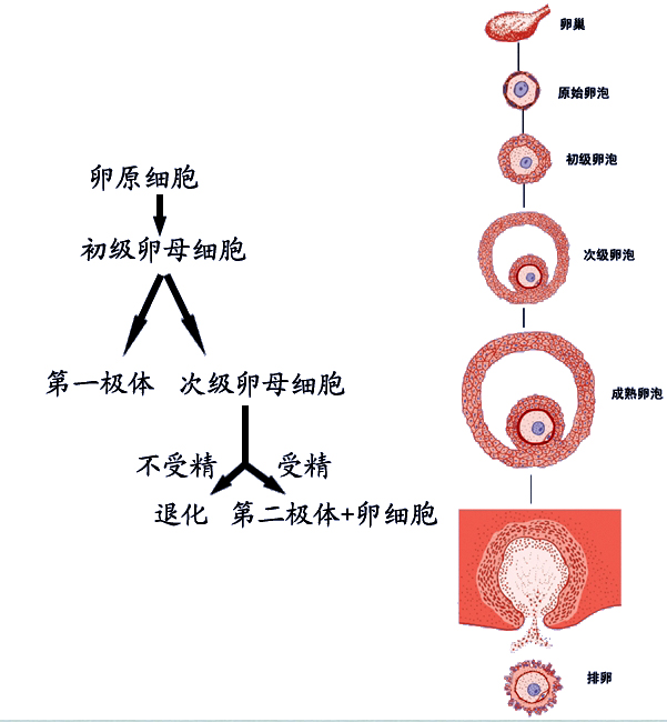 卵泡发育过程.jpg
