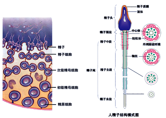 精子生成.jpg
