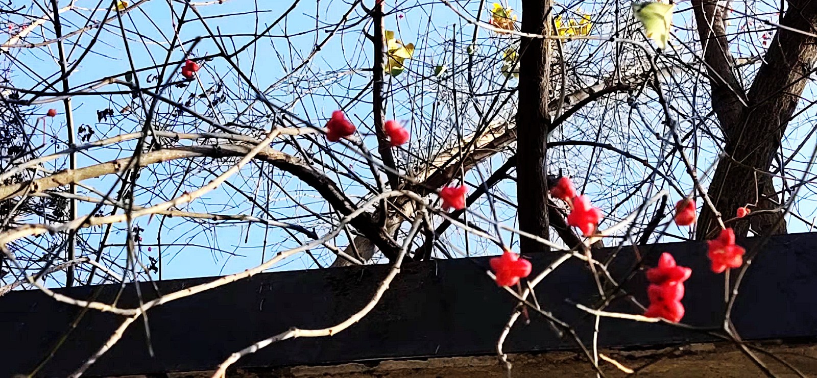 铁骨铮铮 张韶亮