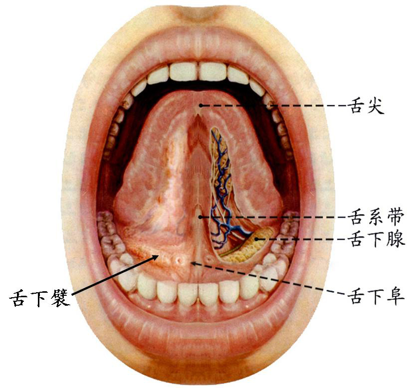 舌下面2.jpg