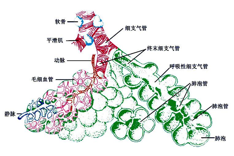 肺泡.jpg