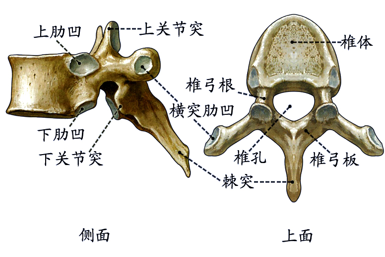 椎骨形态.jpg