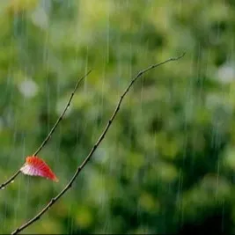 image image.png?v=1770180458956