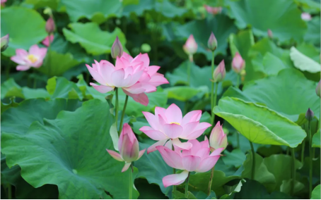 image image.png?v=1770180481224