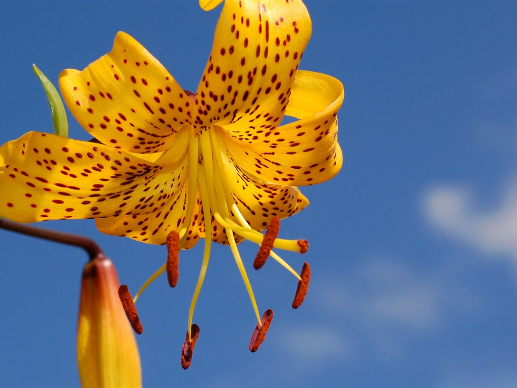 Yellow-lily-petals-stamens-blue-sky_1024x768.jpg
