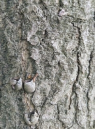 pagenumber_ebook=36,pagenumber_book=28