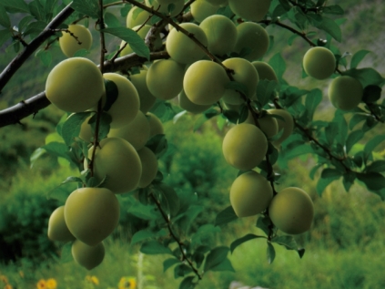 pagenumber_ebook=64,pagenumber_book=52